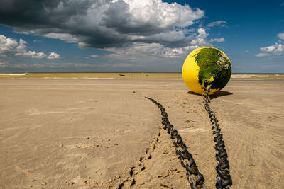 Plant growing on desert land against sky