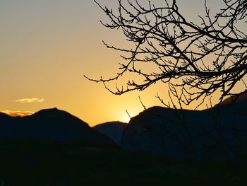 Silhouette of tree at sunset