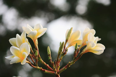 Close-up of white flower