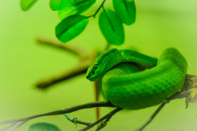 Close-up of green lizard on branch