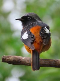 Close-up of bird perching on branch