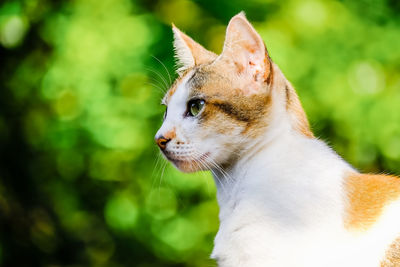 Close-up of a cat looking away