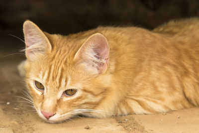 Close-up portrait of ginger cat