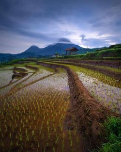 Scenic view of agricultural field against sky