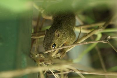 Close-up of lizard