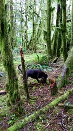 Squirrel on tree trunk in forest