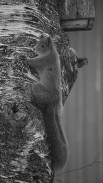 Close-up of lizard on tree trunk