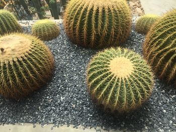 High angle view of succulent plant