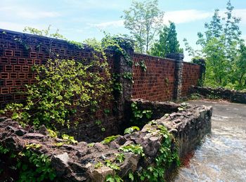 Plants growing on brick wall