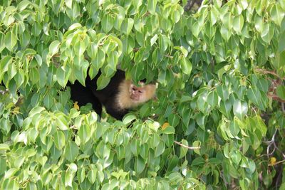 Squirrel on tree