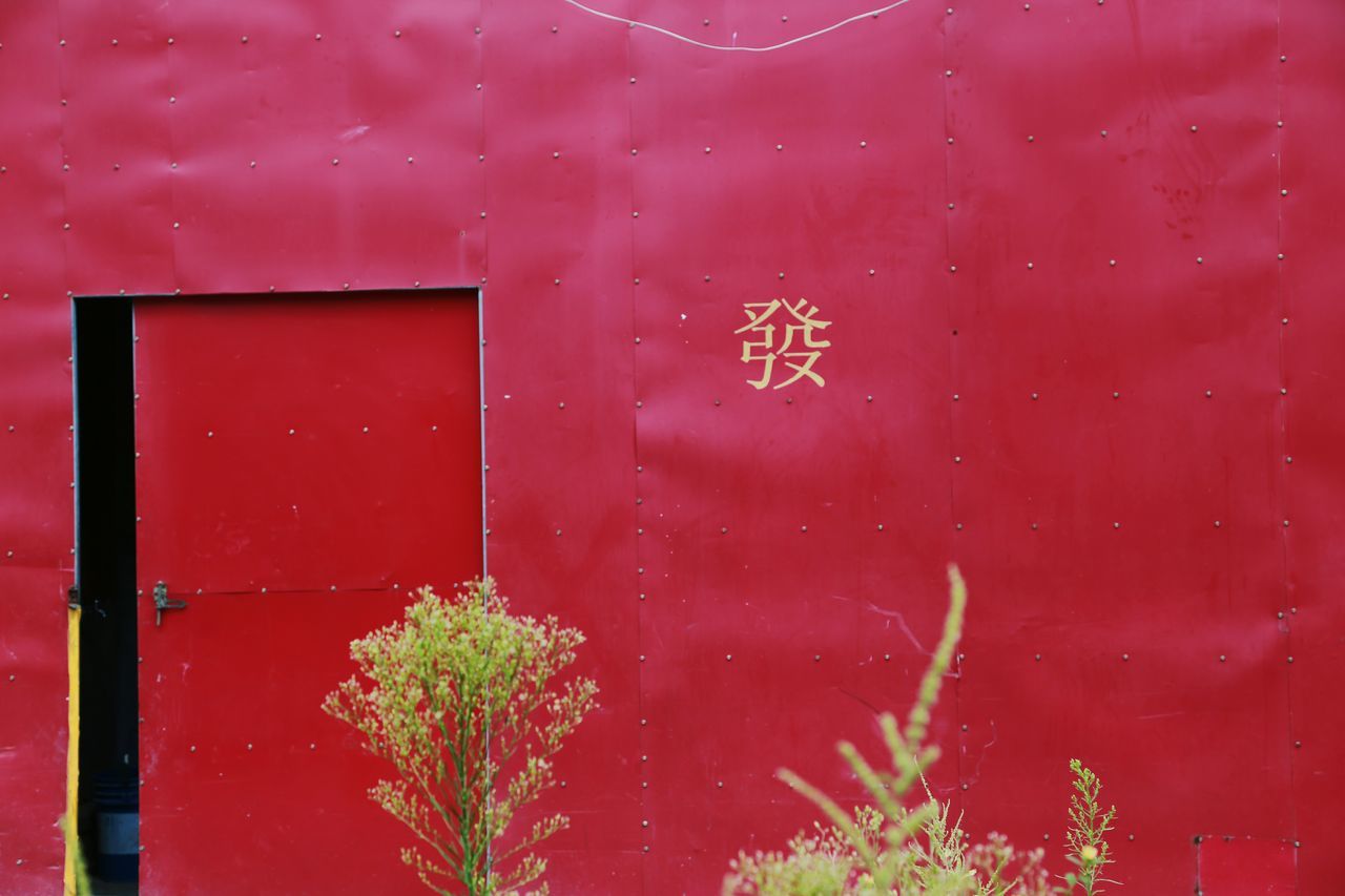 PLANTS GROWING ON WALL