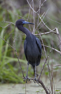 Close-up of bird perching on a branch