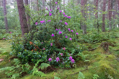 Purple flowering plant in forest