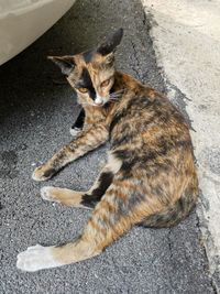 High angle portrait of cat relaxing outdoors