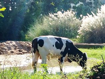 Cow standing in a field