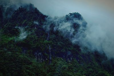 Scenic view of forest against sky