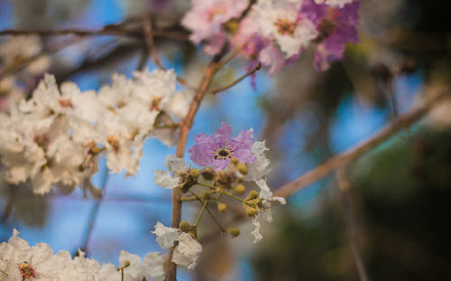 Close-up of cherry blossoms in spring