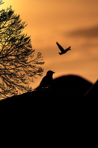 Silhouette birds flying against orange sky