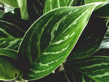 Close-up of leaves on plant