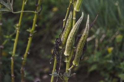 Close-up of plant growing on field