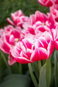 Close-up of pink flowering plants