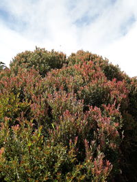 Flowering plants and trees on field against sky