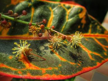 Close-up of red flower on plant