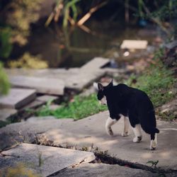 Portrait of a dog