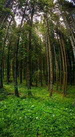 Trees in forest