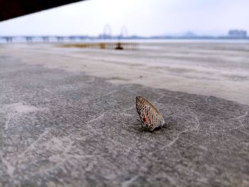 Close-up of butterfly