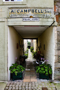 Potted plants on footpath against building