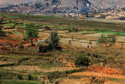 High angle view of trees on field