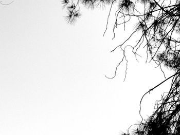 Low angle view of bare trees against clear sky