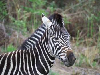 Close-up portrait of zebra