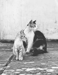 Cats sitting on footpath