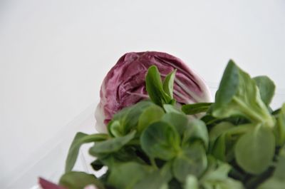 Close-up of food against white background