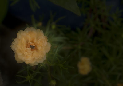 Close-up of yellow flower blooming