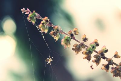 Close-up of spider with web on plant