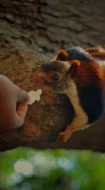 Close-up of hand holding squirrel