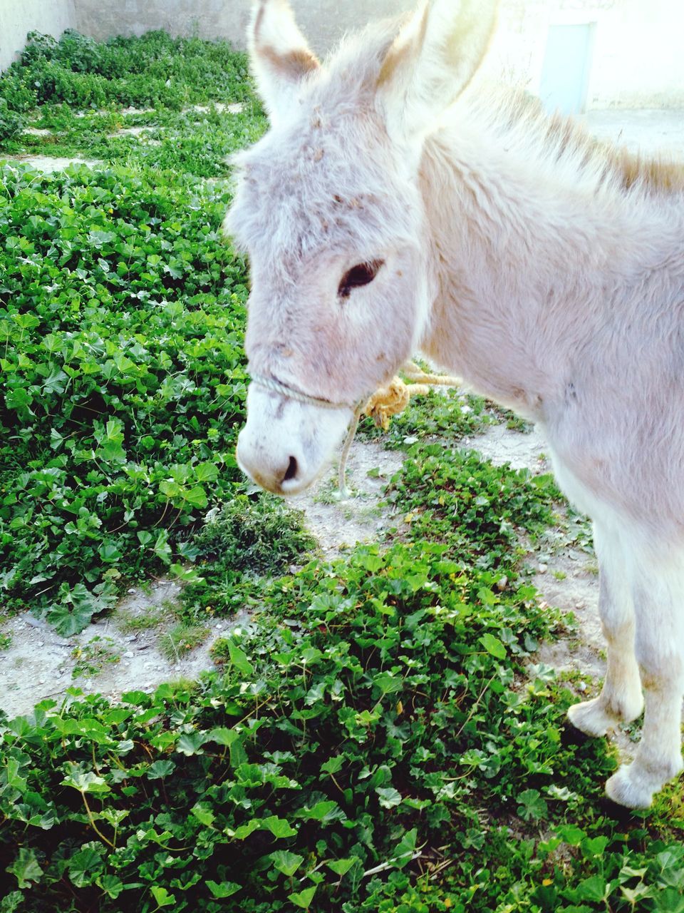 animal themes, mammal, one animal, domestic animals, livestock, herbivorous, grass, animal head, horse, field, standing, nature, wildlife, day, no people, outdoors, two animals, tree, close-up, plant