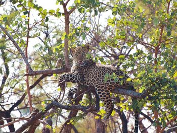 Lizard on tree