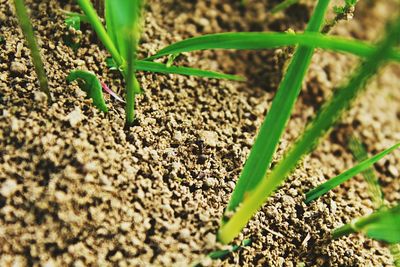 Close-up of plants growing on field
