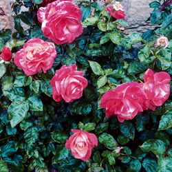 Close-up of pink rose blooming in park