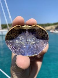 Close-up of hand holding shell against clear blue sky