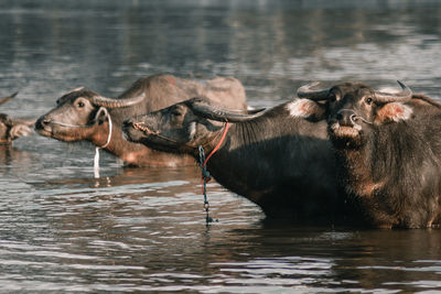 Horses in a lake