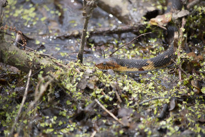View of lizard in a forest