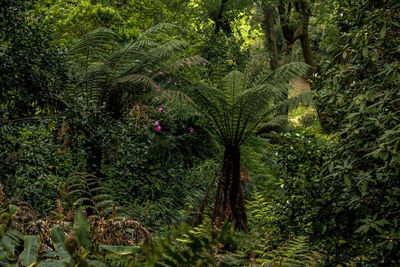 Trees and plants growing in forest