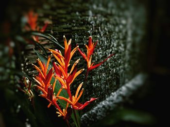 Close-up of red flower