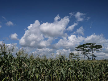 Plants growing on field against sky