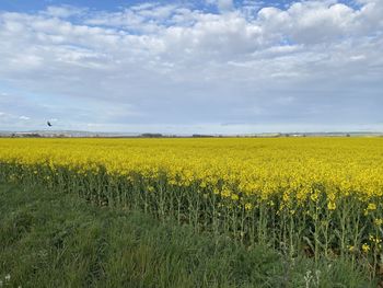 Scenic view of oilseed rape field against sky
